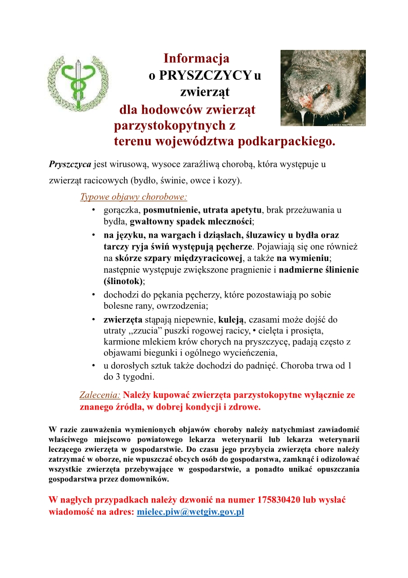 ulotka informacyjna o pryszczycy u zwierząt